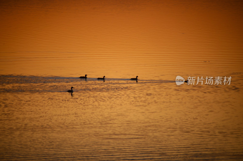 夕阳下水面上的鸟群晚霞