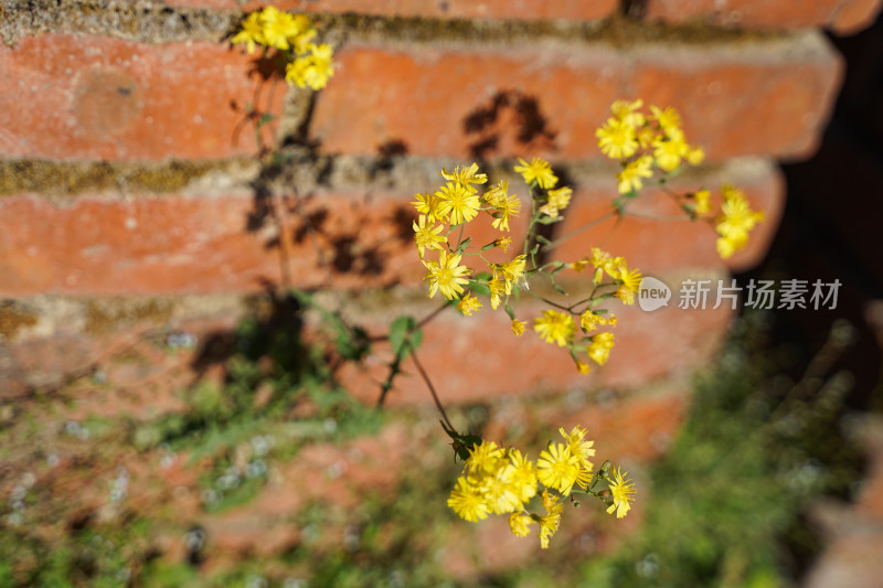 黄花菜墙角阳光黄花