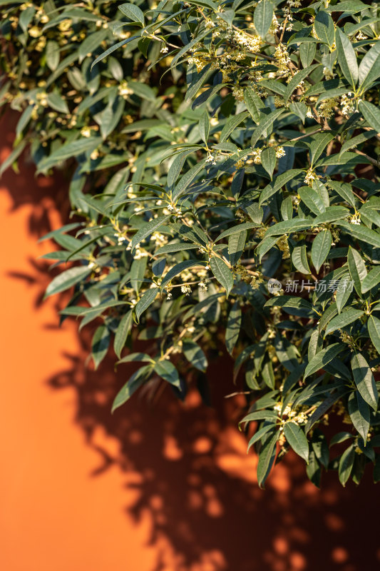 桂花树、桂花