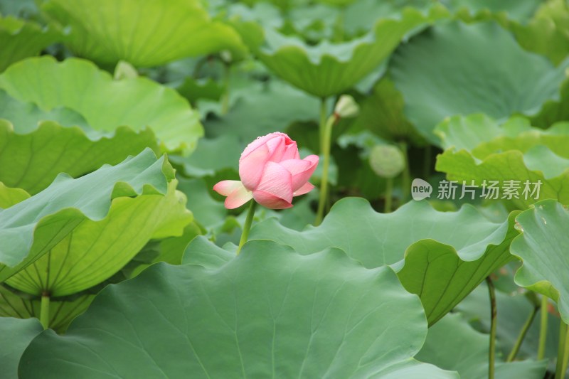 唯美荷花荷叶莲花荷塘绿色植物