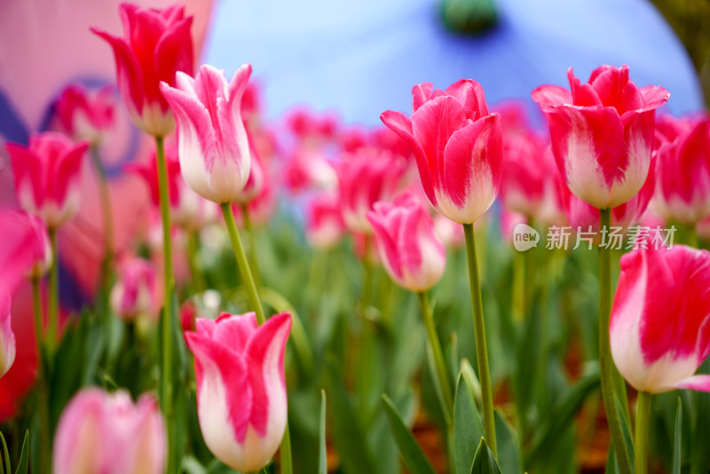 色彩鲜艳的粉色郁金香花海