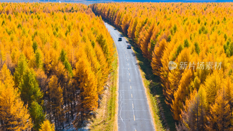 金黄色树林中穿行的公路