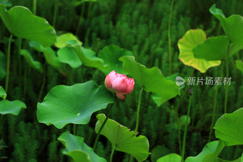 夏日池塘中的荷花