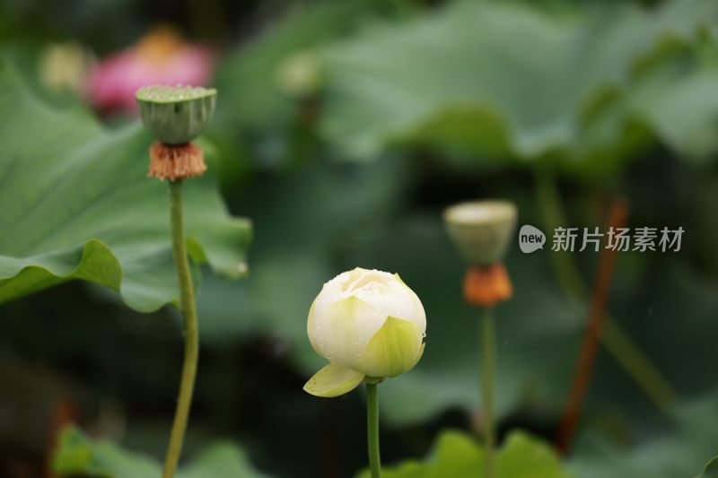 雨中城市公园荷塘里的荷花