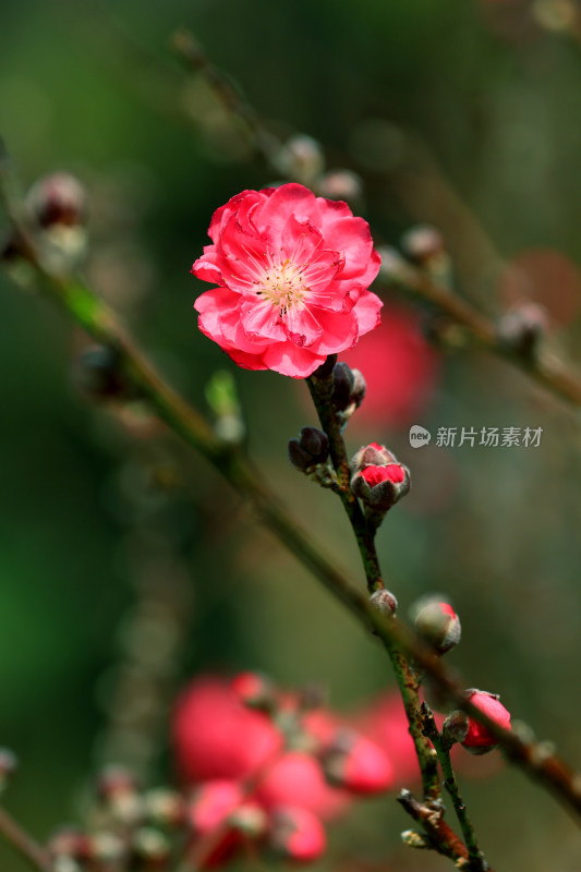 广州白云山盛开的桃花