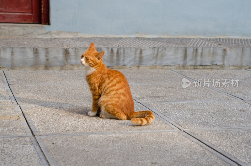 一只蹲在石板上的花猫