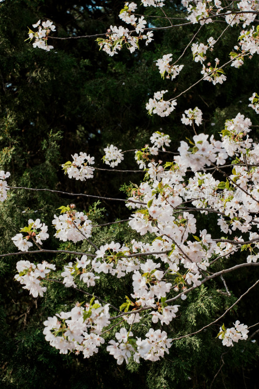 北京玉渊潭公园樱花节樱花