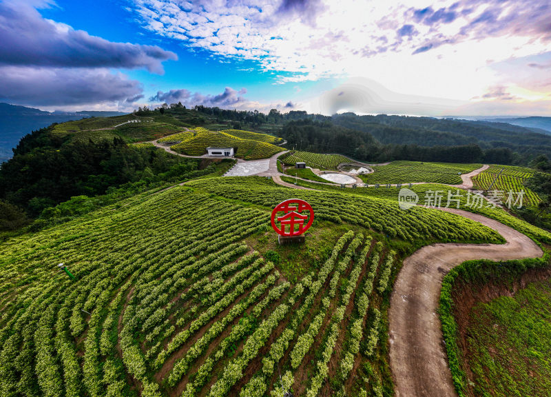 万亩茶园产业园区全景