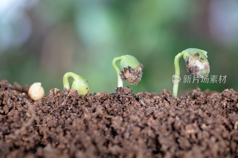 一粒黄豆种子逐渐生长发芽的过程