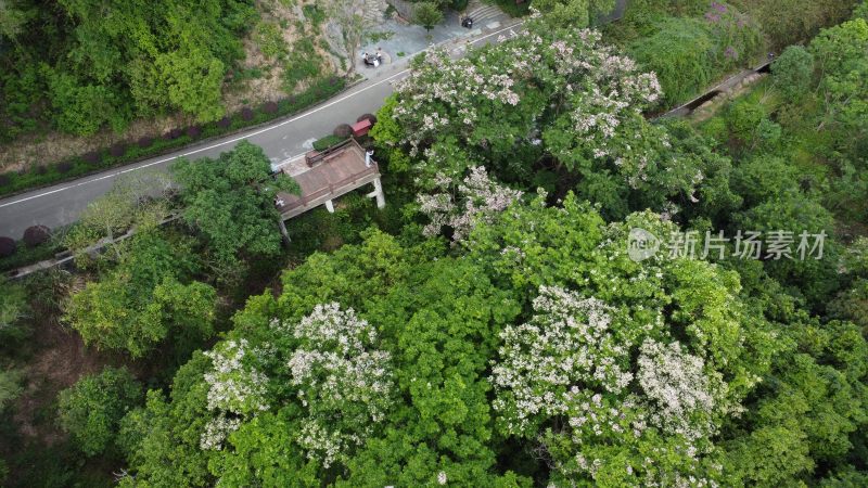 广东东莞：航拍银瓶山森林公园短萼仪花