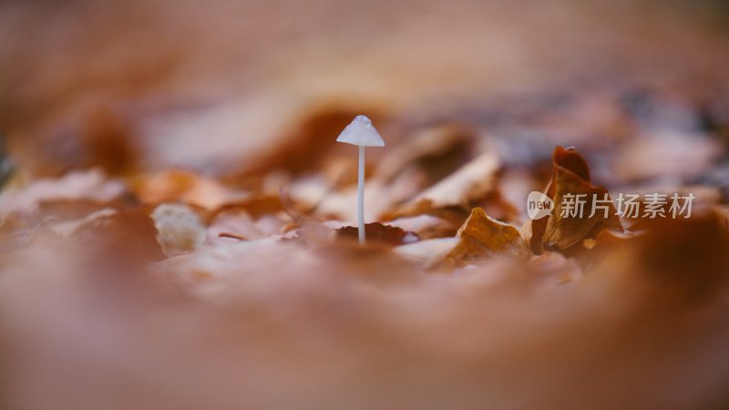 野生菌蘑菇生长环境菌类山菌