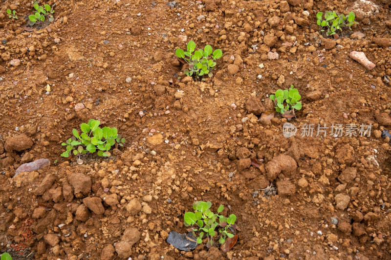 刚种下的绿化植物