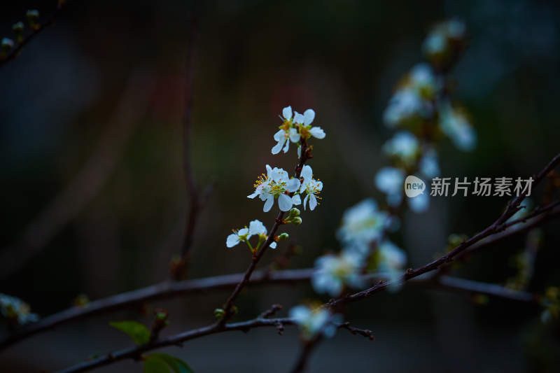 特写白色花卉与花苞