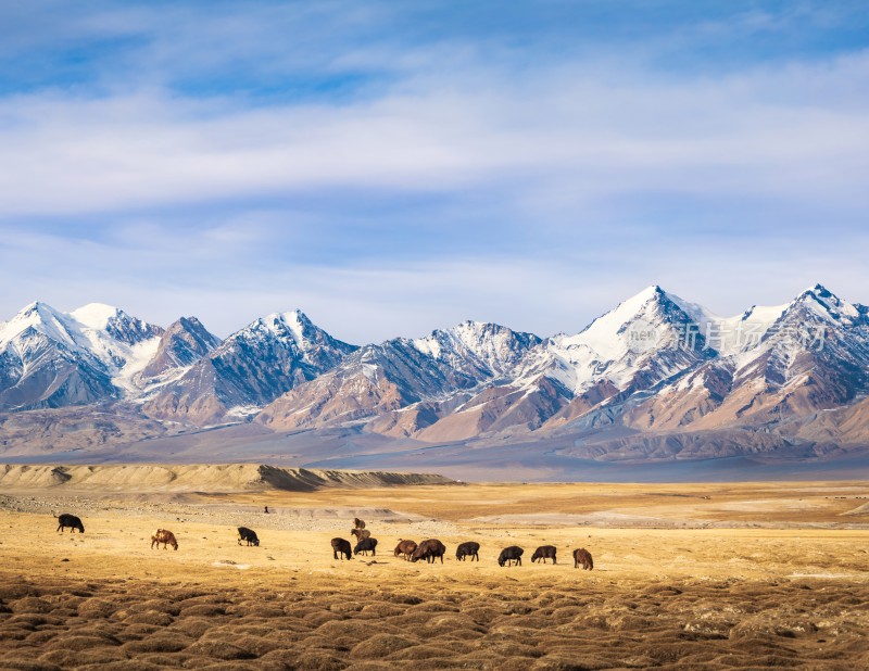 新疆帕米尔高原木吉湿地风光