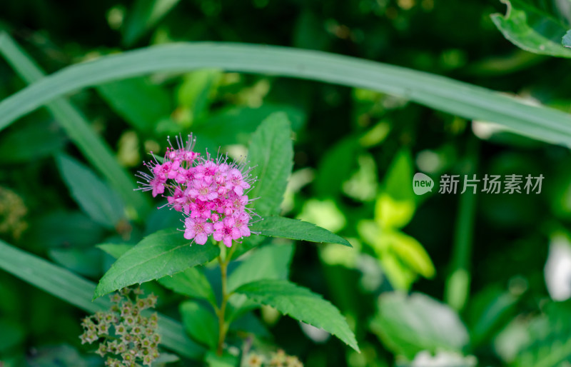 粉花绣线菊