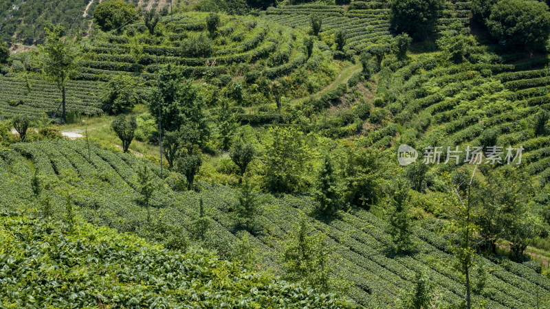 茶叶茶山茶艺茶园采茶茶红茶绿茶春茶茶叶茶