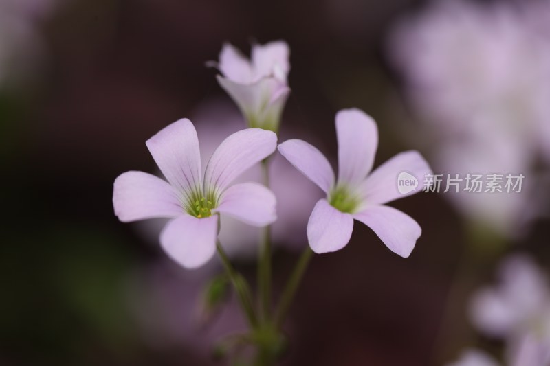 盛开的花朵