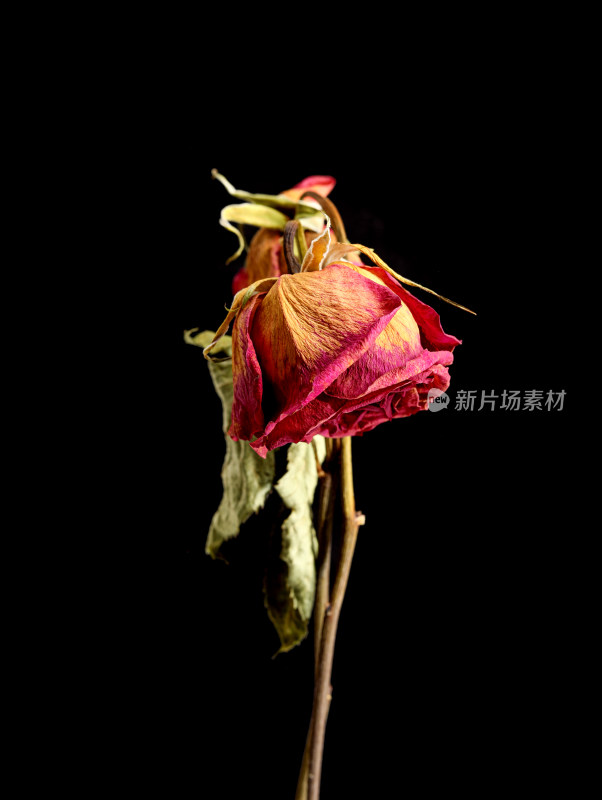 黑色背景上的一束干花红玫瑰