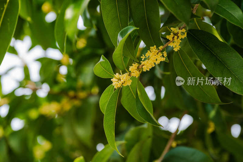 桂花树上盛开的金色桂花