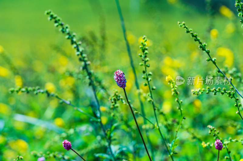 夏季高山草甸盛开的野花