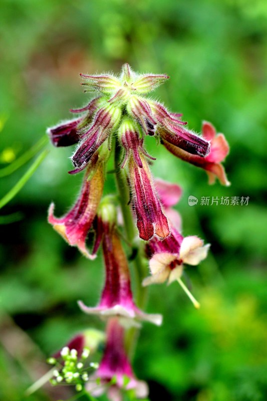 野生地黄开花的季节