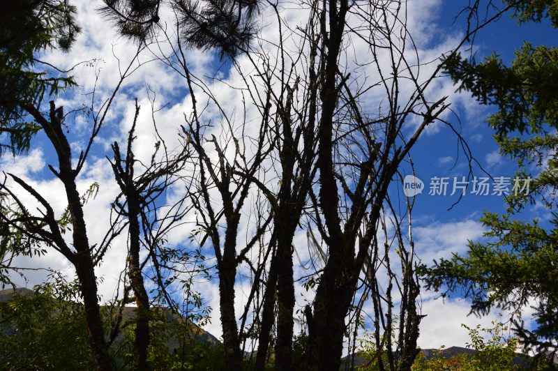 西藏巴松措景区风景