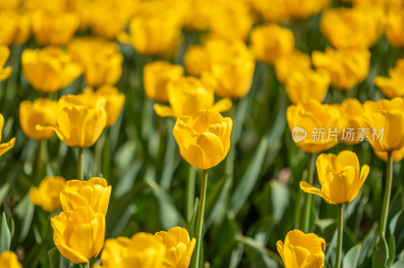 黄色郁金香花海