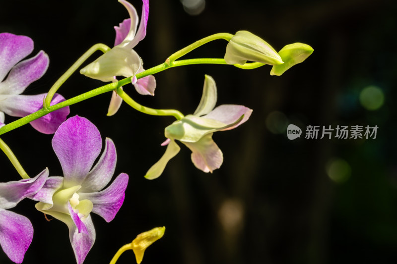 上海辰山植物园兰花微距特写