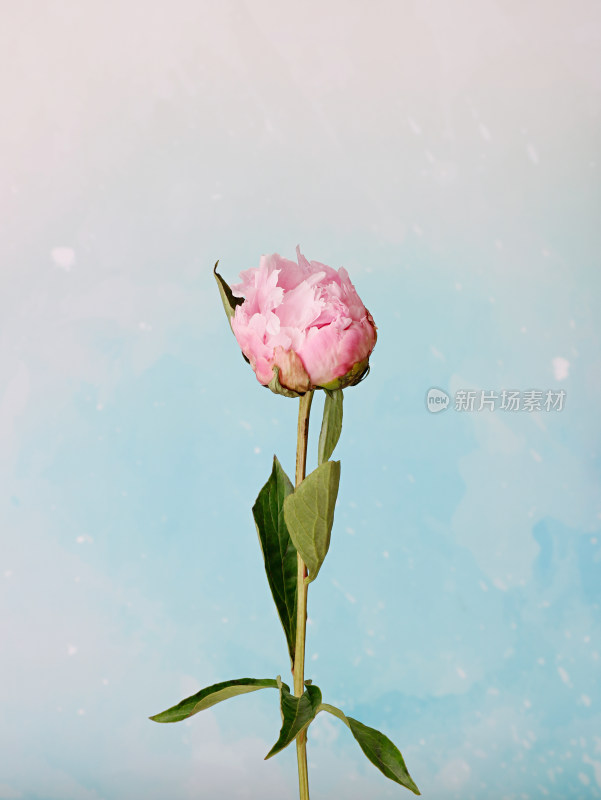 蓝色背景上的一朵盛开的粉色鲜花芍药