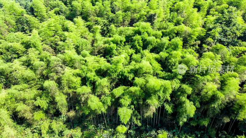 绿色植物竹叶森林航拍