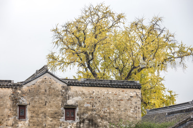 秋天寺院金黄银杏 苏州太平禅寺