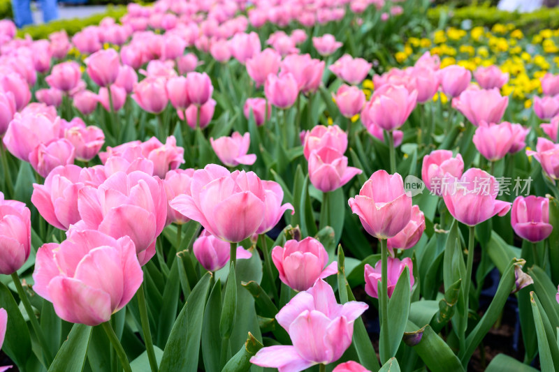 郁金香花卉景观