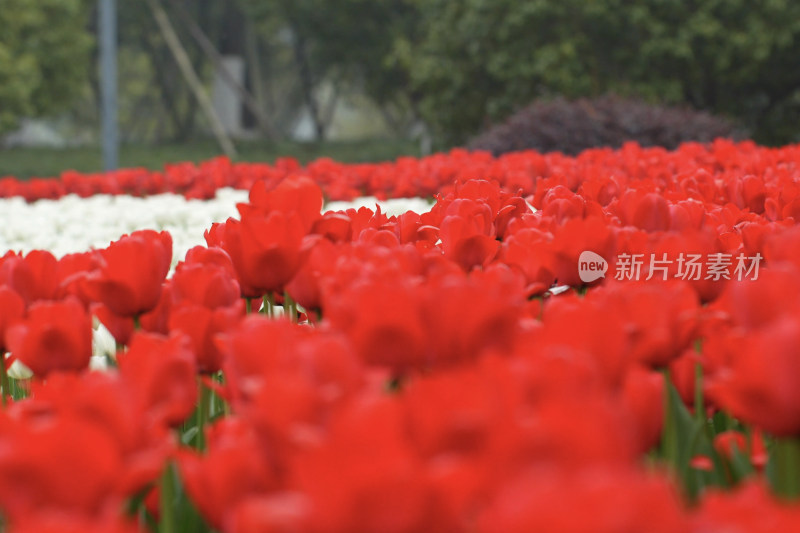 郁金香白色红色相间的花朵