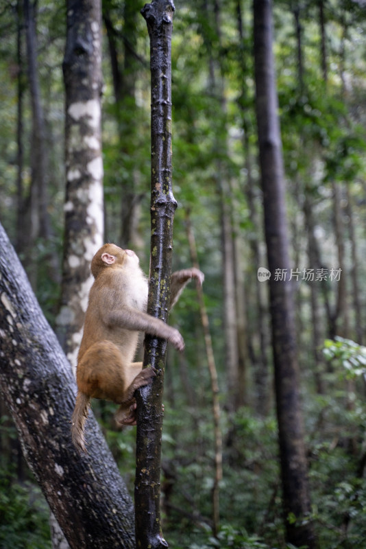 猴子在林间岩石上休憩的场景