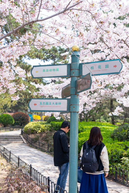 青岛中山公园樱花盛开的粉色樱花