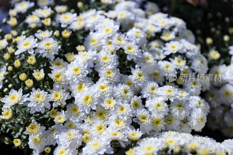 白色菊花花海