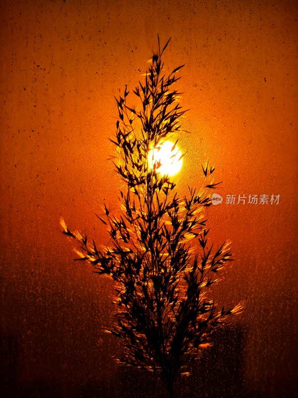 夕阳下植物剪影