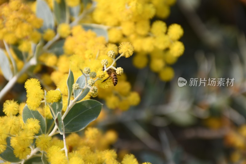 广东东莞：春光明媚 银叶金合欢花开正盛