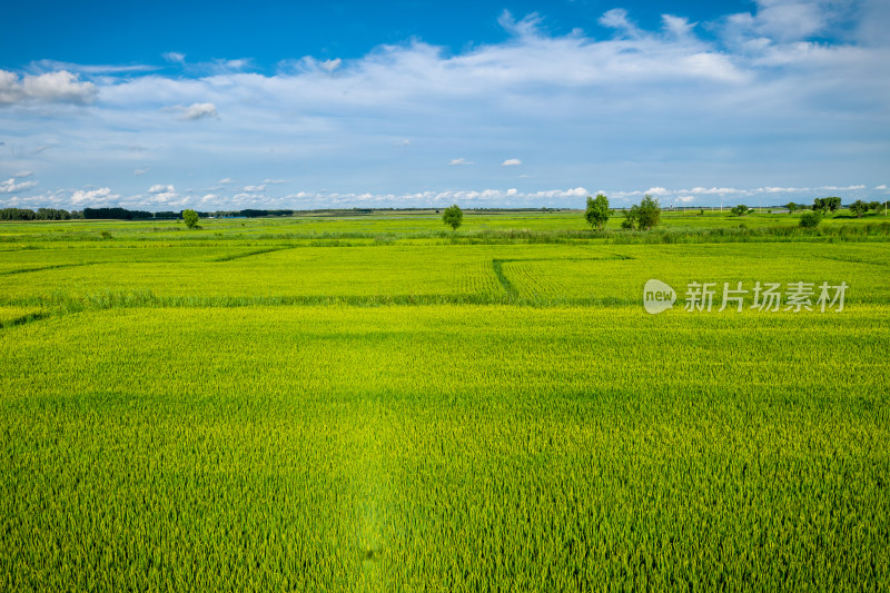 航拍大庆市水稻田近距离特写