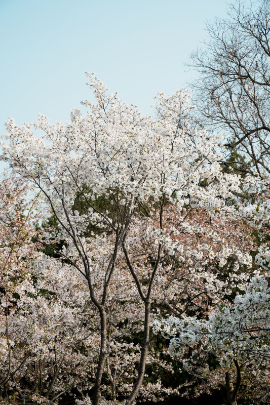 北京玉渊潭公园樱花节樱花