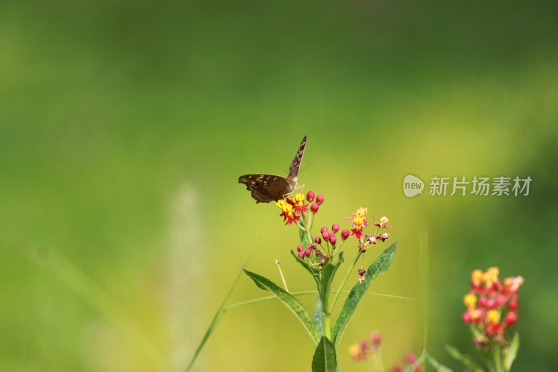 蝴蝶恋花