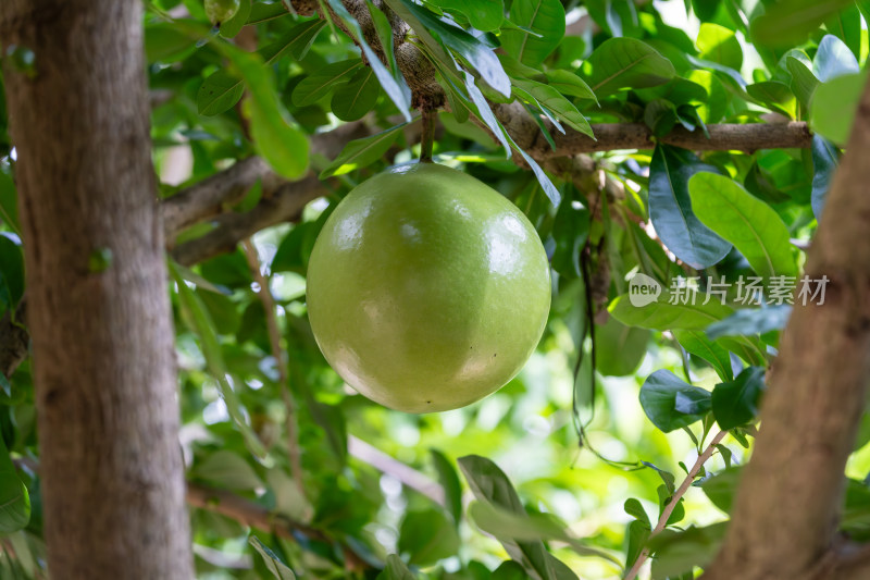 青色果实炮弹果挂枝头