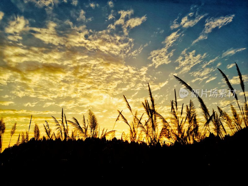 夕阳下的芦苇