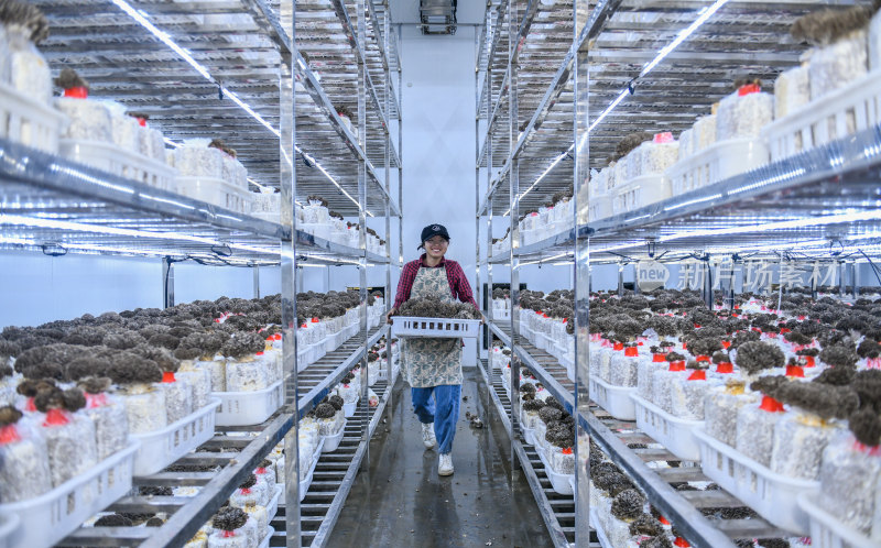 食用菌生产 灰树花工厂化生产采摘