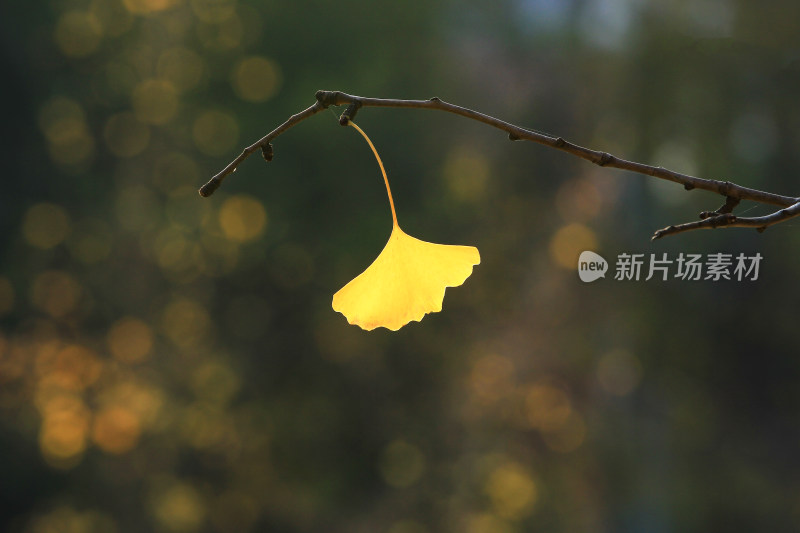 金黄的银杏叶片背景