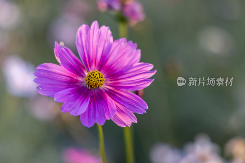 菊花、格桑花