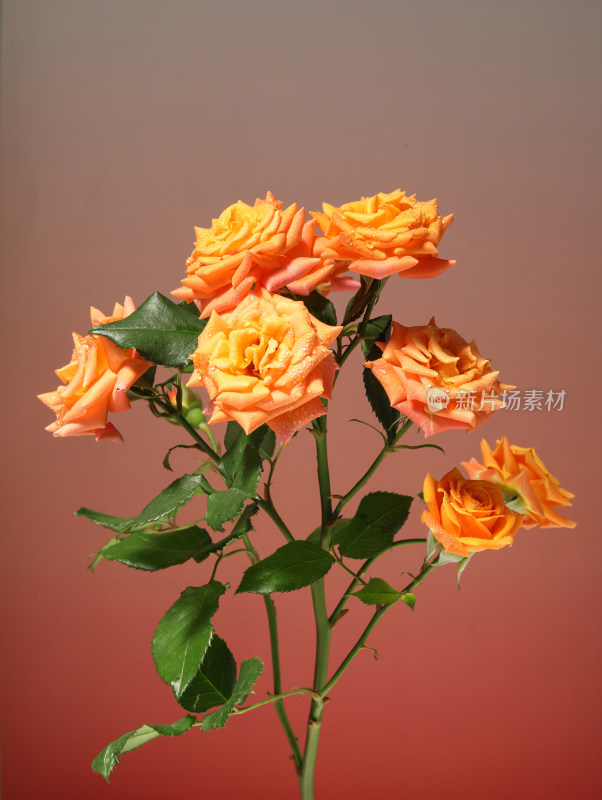 色彩浓烈的一束情人节玫瑰花
