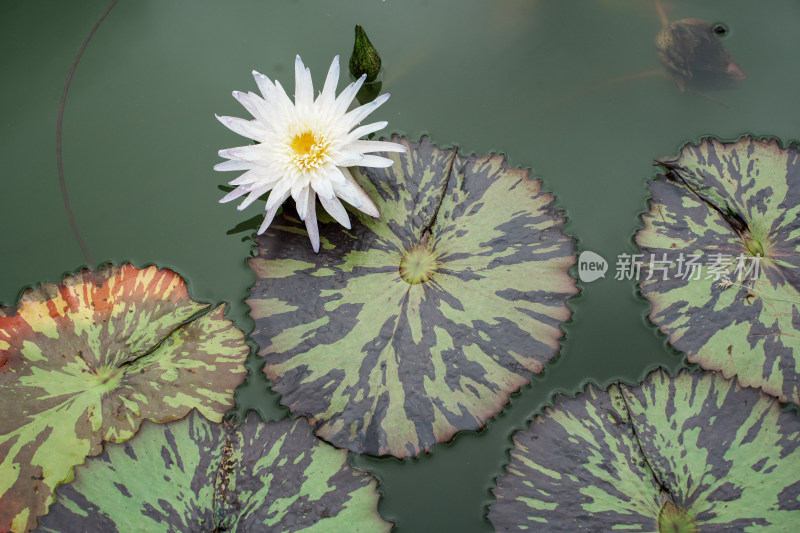 北京国家植物园睡莲