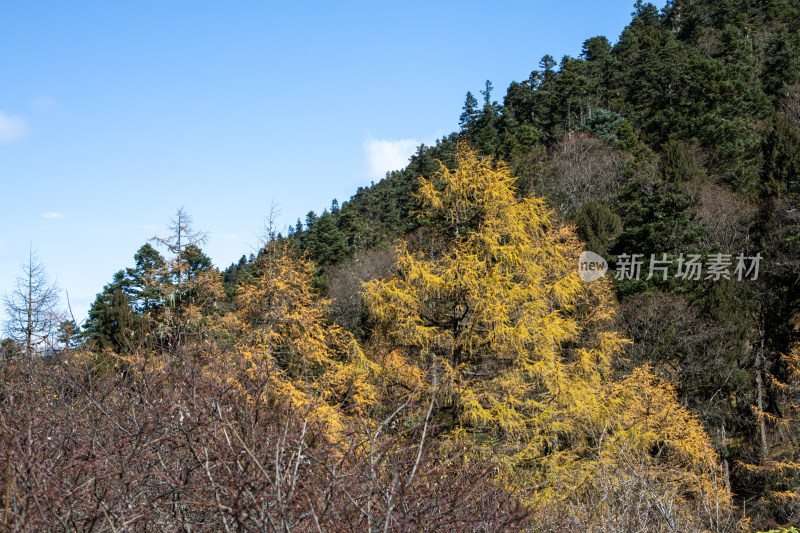 秋日山间金黄的落叶松红杉树