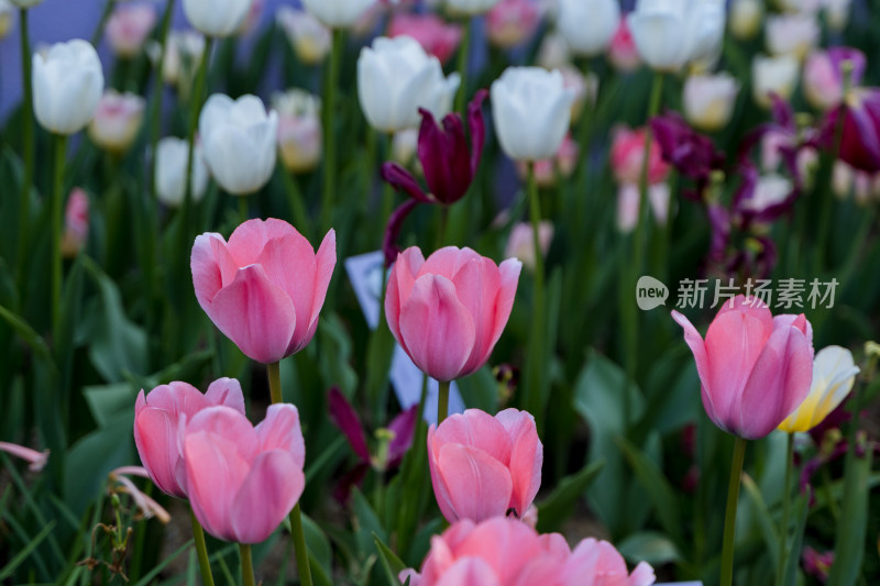 深圳仙湖植物园盛开的郁金香